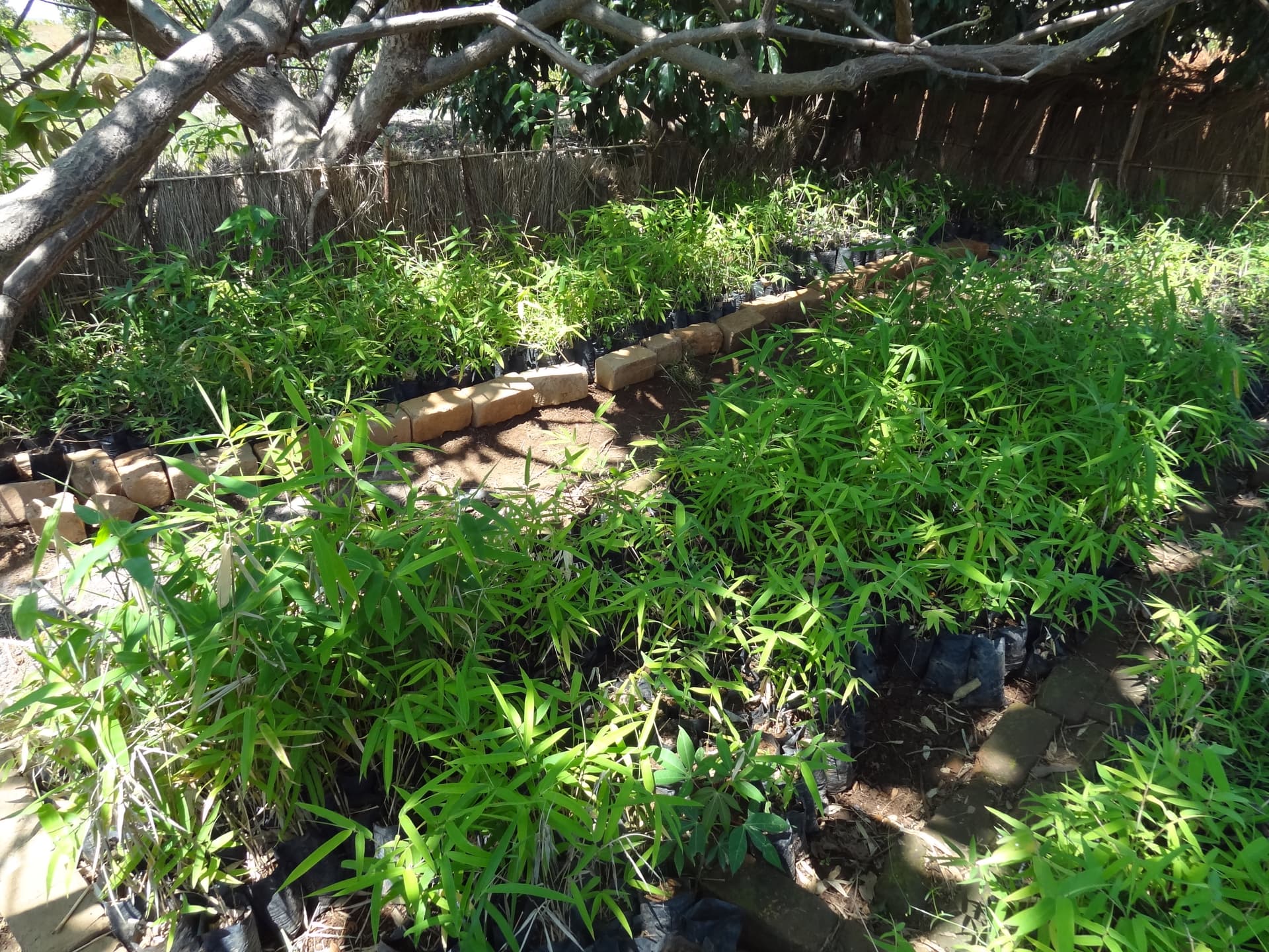 Large-scale plantation: securing the material, restoring the territory. — vue 1