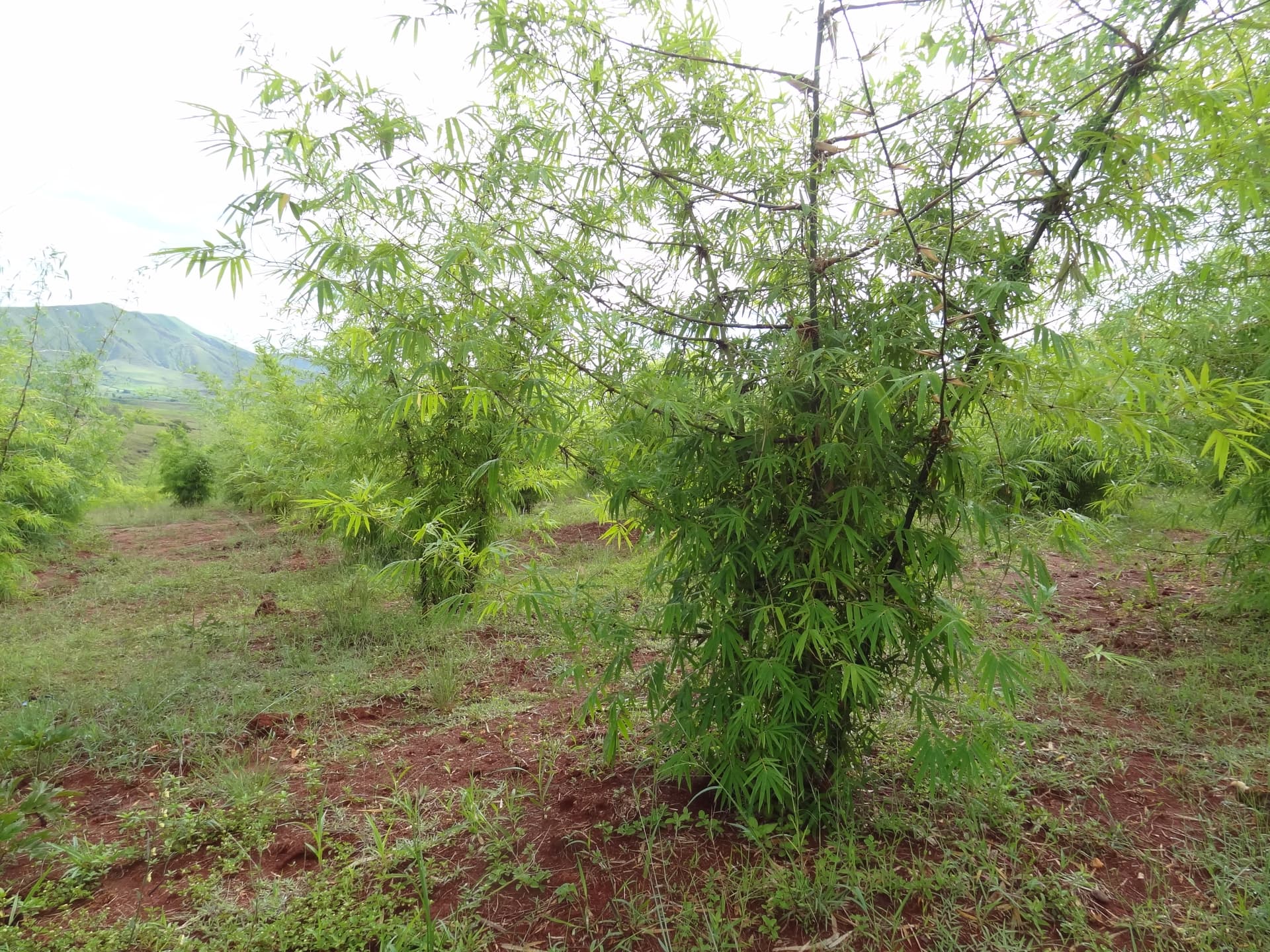 Large-scale plantation: securing the material, restoring the territory. — vue 2