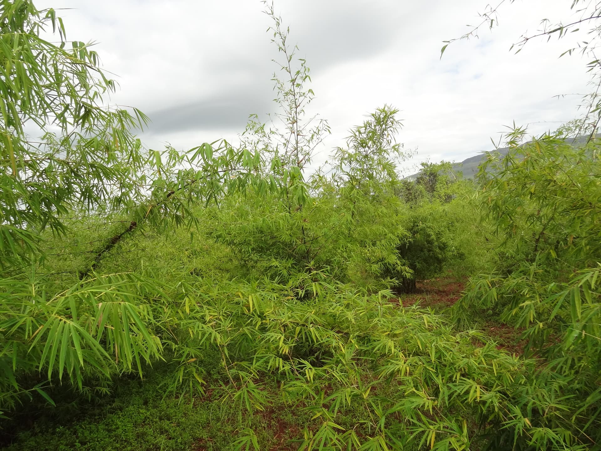 Large-scale plantation: securing the material, restoring the territory. — vue 4