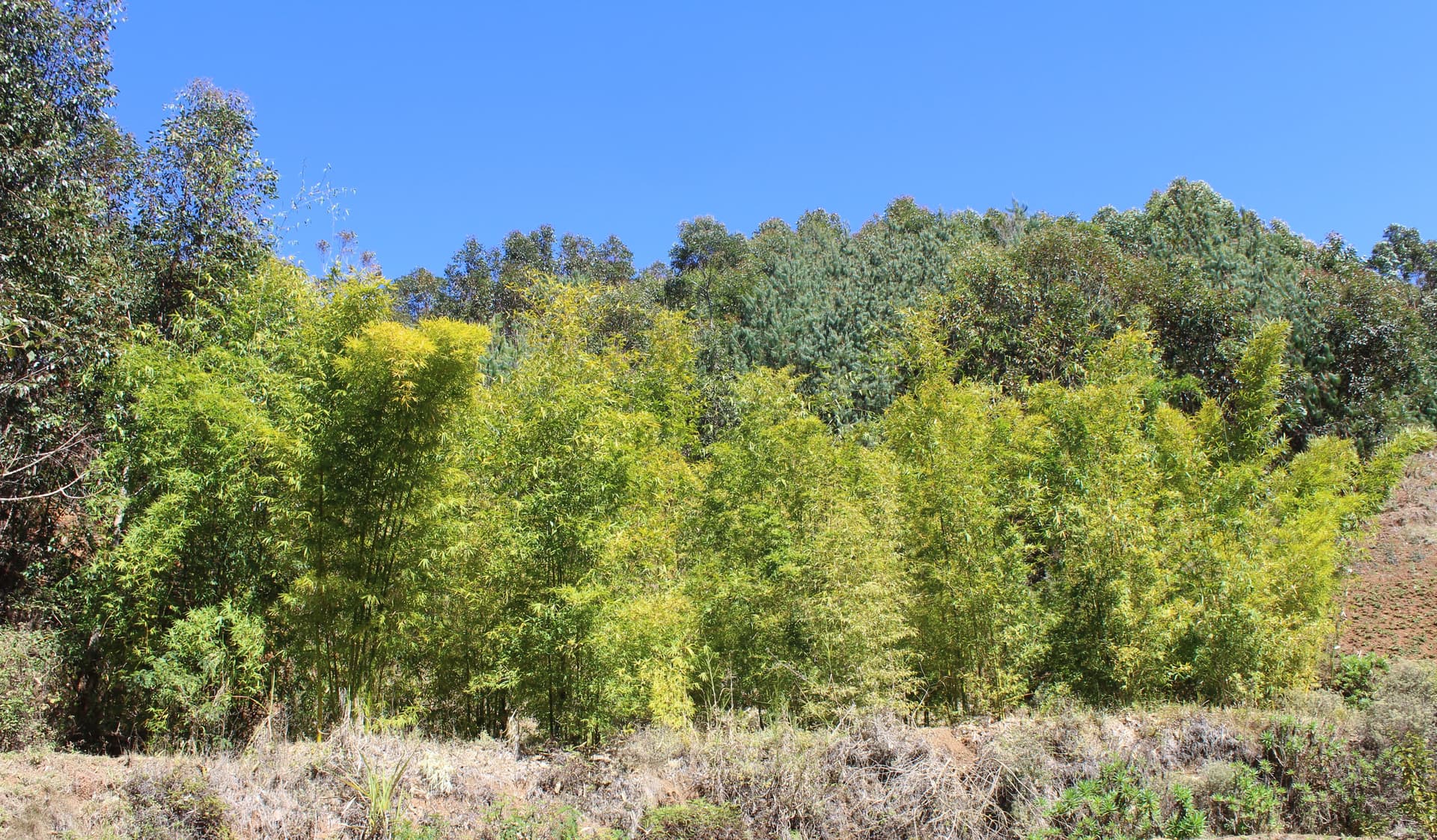 Large-scale plantation: securing the material, restoring the territory. — vue 3