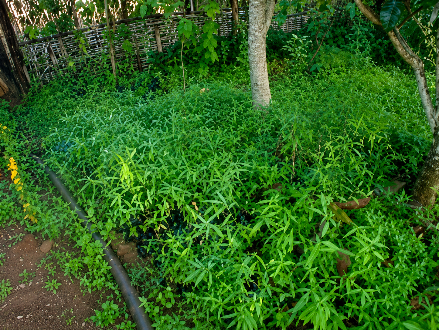 Favoriser la plantation du bambou - 1